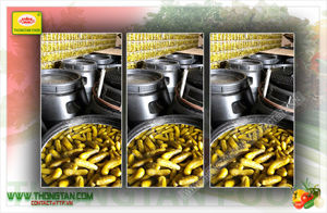 Vietnam's Best Price <b>Pickled</b> Acid Gherkins Spicy Sweet Cucumbers Bulk Drum HACCP BRC IFs Certified Fresh Canned Salt Vinegar - Product Image 3