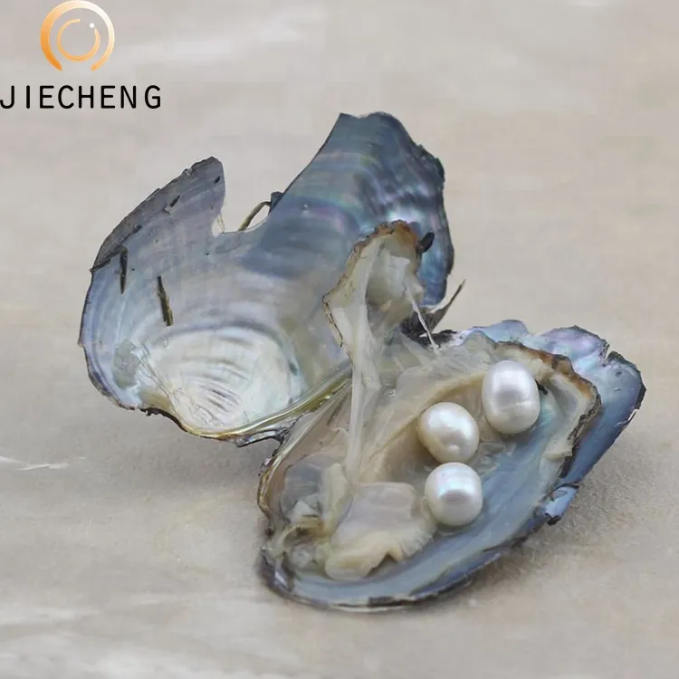 6-8 Mm Laagste Prijs Gekweekte Parel Oesters Voor Oyster Parel Verkoop