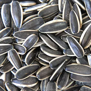 All'ingrosso Mongolia interna cina ibrido alla rinfusa di grandi dimensioni 363 semi di chicchi di girasole organici