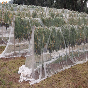 Nueva malla 100% nueva del pájaro del viñedo, <span class=keywords><strong>red</strong></span> de protección del árbol frutal, <span class=keywords><strong>red</strong></span> <span class=keywords><strong>contra</strong></span> del pájaro invisible - Product Image 1