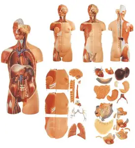 의료 과학 인체 몸통 인간의 해부학 모델
