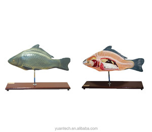 YA/B023 anatomia del pesce di dimensioni naturali e Torso campione di pesce per adulti per riferimento anatomico modello di anatomia del pesce - Product Image 1