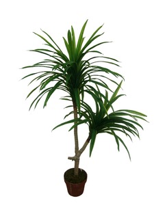 Madre adecuado Palma <span class=keywords><strong>Cola</strong></span> <span class=keywords><strong>de</strong></span> <span class=keywords><strong>Caballo</strong></span>-Nolina Recurvate - Product Image 1