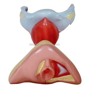 Órganos <span class=keywords><strong>Genitales</strong></span> <span class=keywords><strong>Internos</strong></span> y Externos Femeninos, Modelo Anatómico de <span class=keywords><strong>Genitales</strong></span> - Product Image 2