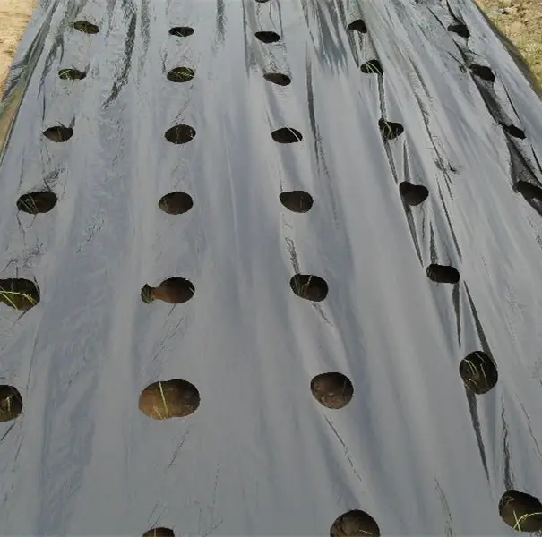 Полиэтиленовая сельскохозяйственная перфорированная черная пластиковая Мульч-пленка для теплиц
