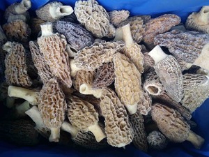 Ecodéan — champignons momoda, 1 pièce, vente en gros, pendants chinois - Product Image 4