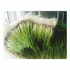 Máquina Automática de Cultivo Hidropónico de Forraje para Cultivar Cebada Verde para Pequeñas Granjas - Product Image 2