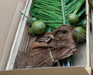 Dừa Giả Cây Giả Trang Trí - Product Image 3