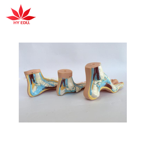 Mô Hình 3D Giải Phẫu Vòm Chân Người Học Tập - Product Image 2