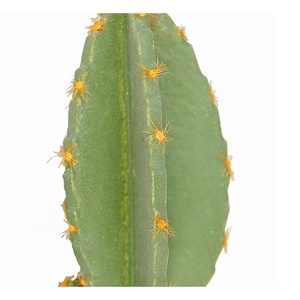 Trang Trí Nội Thất Giá Rẻ Bán Chạy Nhất Nhân Tạo Xương Rồng Trong Chậu 23 Cm <span class=keywords><strong>Mini</strong></span> Cây Xanh Trang Trí - Product Image 3