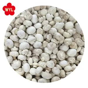 Best Price IQF Frozen Champignons / White Mushroom