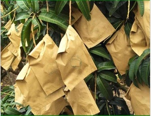 ถุงกระดาษเคลือบกันน้ำสำหรับปลูกผลไม้มะม่วงแบบพิเศษ 2 ชั้น - Product Image 2