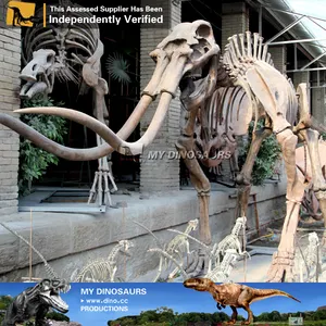 V teschi di animali artificiali e replica di scheletro in vendita