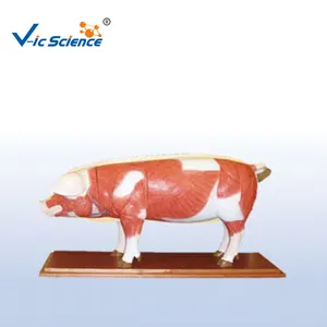 Animal Models The Dissection Model Of Pig for Teaching (18 parts)