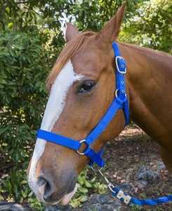 Collar de nailon árabe con cuello Halter, diseño de tu propio <span class=keywords><strong>Caballo</strong></span>, productos de marca privada - Product Image 5