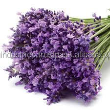 Manufacturer Supply Wholesale Bulk Price OEM 100% Pure Natural Organic French <b>Lavender</b> Essential Oil - Product Image 2