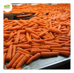 Carottes jaunes chinoises, vente en gros, 1 pièce - Product Image 3