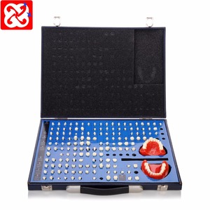 Ensemble complet de Préparé butée et cavité modèle de dents de démonstration - Product Image 3