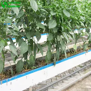 Cocopeat-Anbau mit Pflanz rinne für den landwirtschaft lichen Gemüseanbau