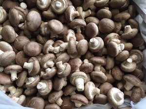 Detan shiitake frescos precios de mercado de setas - Product Image 5