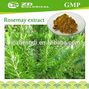 Extracto de la planta de alimentos grado de hojas de romero 20% extracto de ácido rosmarínico