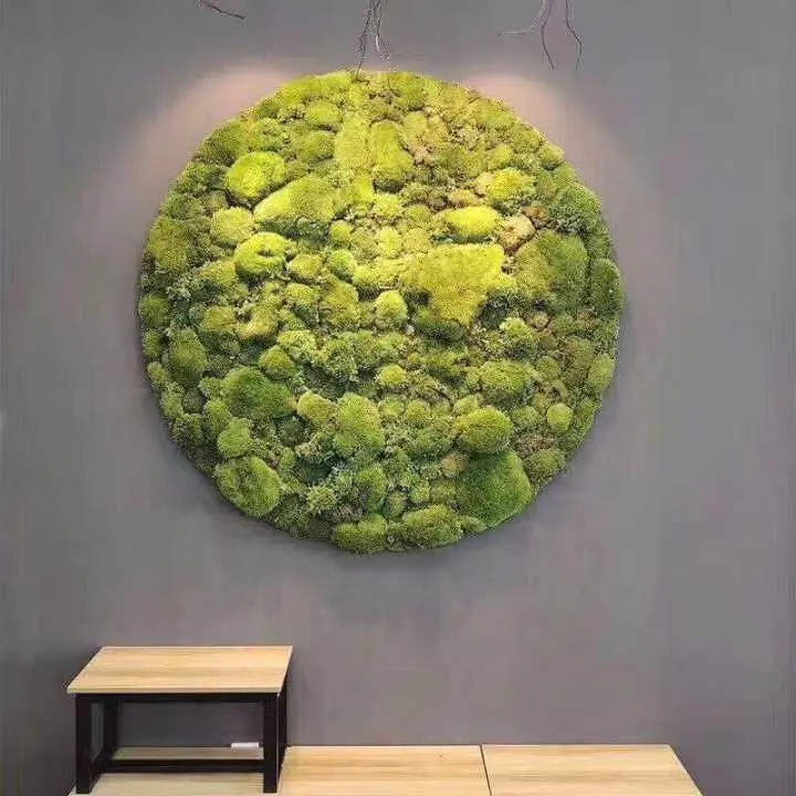 real fresh stabilized preserved moss for restaurant decoration AA Grade