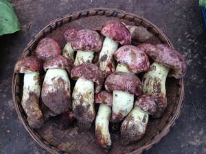 Detan rojo salvaje setas <span class=keywords><strong>boletus</strong></span> - Product Image 2
