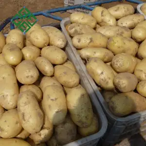 Китай большой свежих поставщиком картофеля 100% натуральный Фиолетовый Сладкого Картофеля