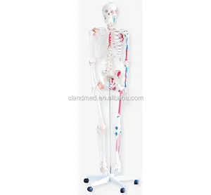 Скелет с мышцами и связками высотой 180 см