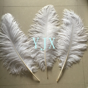 Bán Buôn Lớn Nhất 65-70 Cm Số Lượng Lớn Màu Trắng Lớn Đà Điểu Chùm Lông - Product Image 5