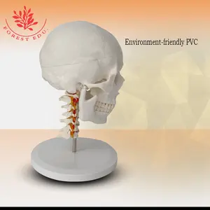 Frt23 Schedel Met Halswervel Model Nekbeen Display Pvc Menselijk Hoofd Skeletmodel