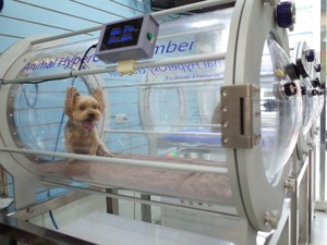 Équipement vétérinaire pour animaux de compagnie, chambre à oxygène hyperaaa 1.3ATA, 1 pièce - Product Image 3