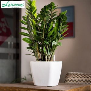 Vaso da Interno Quadrato in Plastica Lucida <span class=keywords><strong>per</strong></span> <span class=keywords><strong>Rose</strong></span>, Piante e Alberi, <span class=keywords><strong>per</strong></span> Ufficio, Hotel e Soggiorno - Product Image 5