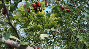 Giuggiola rossa cinese delle date della frutta secca