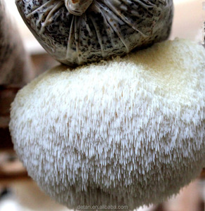 Detan Pom Pom Spawn/Spores de Champignons - Product Image 4