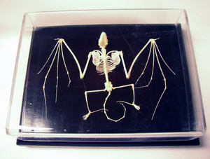 Esqueleto <span class=keywords><strong>de</strong></span> <span class=keywords><strong>serpiente</strong></span> venomoso <span class=keywords><strong>de</strong></span> HM-BD-255, modelo <span class=keywords><strong>de</strong></span> esqueleto <span class=keywords><strong>de</strong></span> <span class=keywords><strong>serpiente</strong></span> venomosa, esqueleto <span class=keywords><strong>de</strong></span> <span class=keywords><strong>serpiente</strong></span> venomoso anatómico - Product Image 2