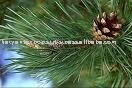 Wholesale 100 % Pure Pine Oil for Skin and <b>Body</b> <b>Care</b> at Competitive Prices OEM/ODM Supply Bulk Manufacturer & Exporters Supplier - Product Image 2