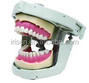 NISSIN maniquíes y modelos Dentales/Fantasma Cabeza Dentales para clases de enseñanza y aprendizaje en dental - Product Image 6