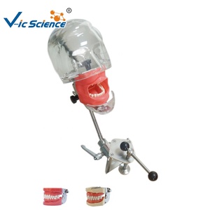 Simulateur dentaire, articulateur, simulation de la cavité buccale, formation, tête simple, modèle de dents humaines pour la formation en faculté de médecine - Product Image 3