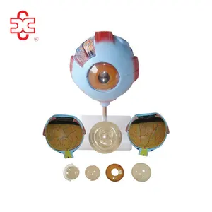 Ojo humano anatomía modelo