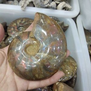 Bán Buôn Đá Tự Nhiên Và Khoáng Chất Đá Đánh Bóng Ốc Hóa Thạch Màu Ốc - Product Image 2