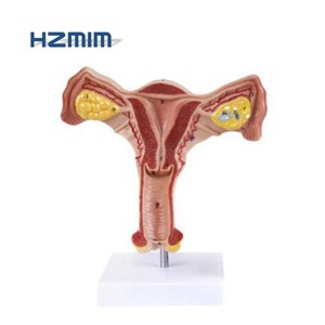Модель обучения медицинской науке пластиковая модель влагалища матки - Product Image 6