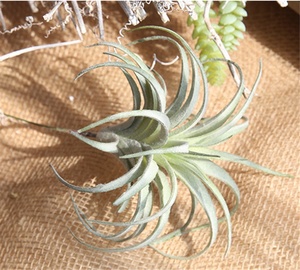 S-3293 Succulentes artificielles pas chères directement de l'usine, plantes artificielles sans pot, tiges de <span class=keywords><strong>Tillandsia</strong></span> pour arrangements floraux - Product Image 4