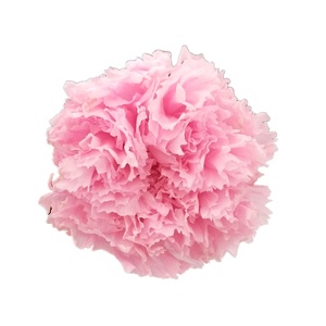 Crisantemos Preservados de 4-5 cm, Más de 20 Colores para el Día de la Madre, San Valentín, Graduación, Navidad, Año Nuevo - Product Image 1