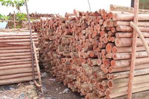 Troncos y Madera de Eucalipto de Todos los Tamaños de Vietnam - Precio Económico, Alta Calidad, Tamaño Personalizado - Product Image 2