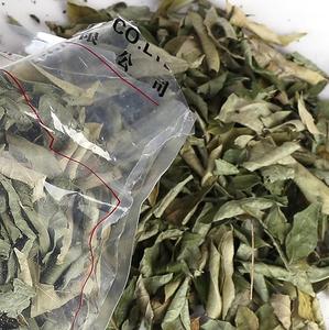 Cây Lá Cà Ri Dinh Dưỡng Khô Số Lượng Lớn Gia Vị Không Chất Bảo Quản 100G Lá Murraya Koenigii Để Bán - Product Image 6