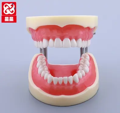 Standart kalıcı değiştirilebilir diş modeli 32 adet Nissin diş modeli