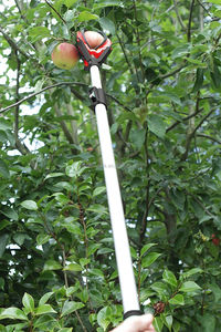 Telescopic Dễ Dàng Tiếp Cận Cây Quả Lớn Apple/Pear Picker - Product Image 3