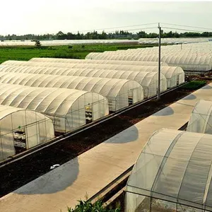 Kosten günstiges landwirtschaft liches Tunnel gewächshaus für Erdbeeren