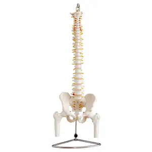 Medical Vital Size Human Spine Model Color Flexible Scientific Anatomy Spine And Pelvis Plastic Bone Model